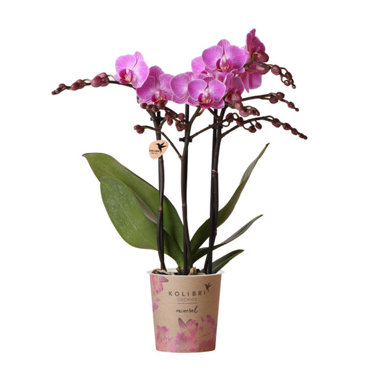 Purple Pink Orchids - Mineral Vienna - pot size 9cm