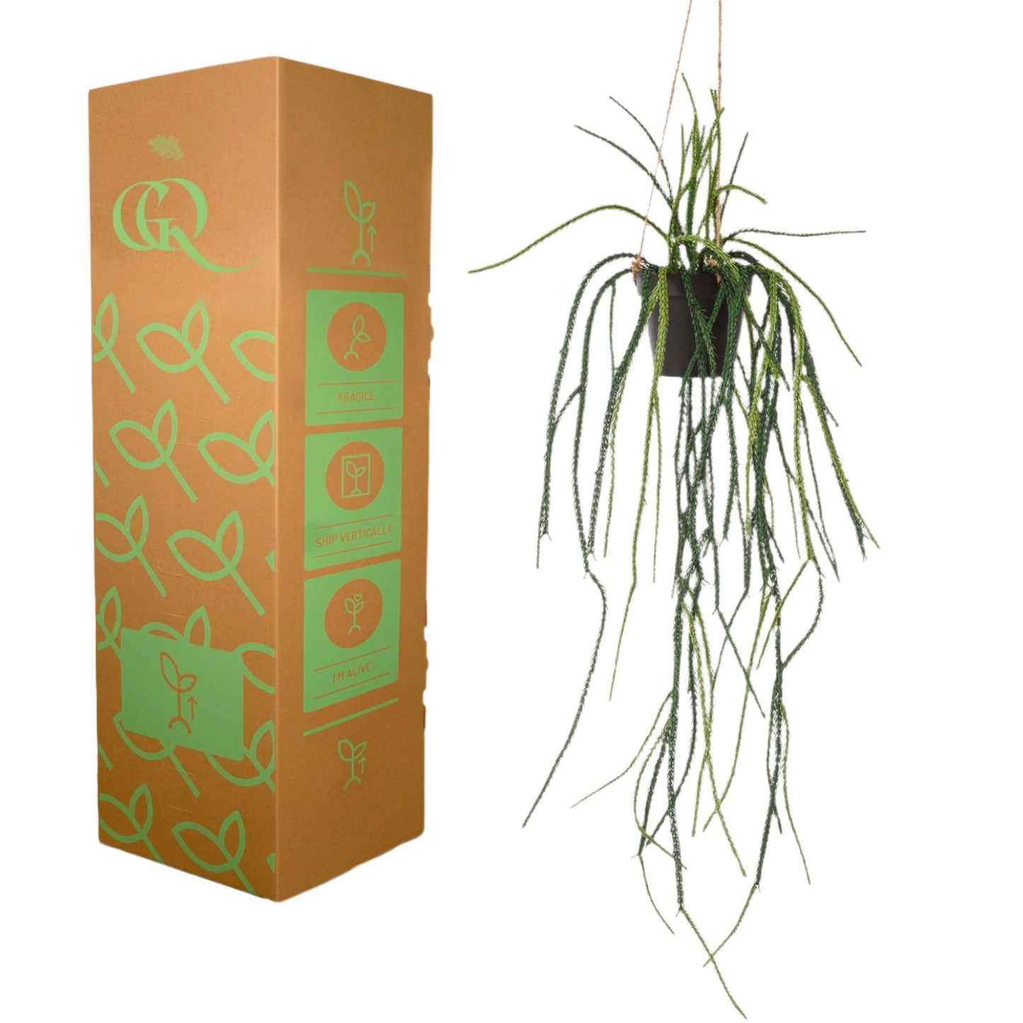 Artificial Plant - Rhypsalis - Coral cactus - 85 cm