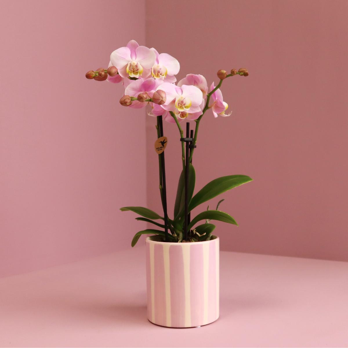 Pink Orchid Portugal + Pink Striped Pot - Pot Size 9cm