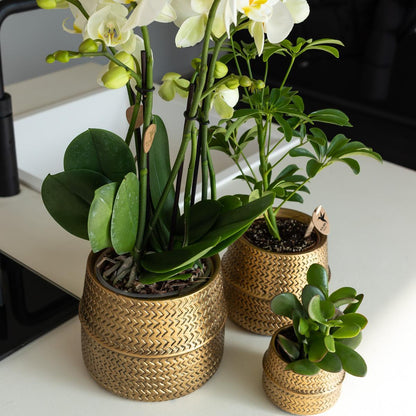 Orange Orchid in Gold Groove Pot - 12cm