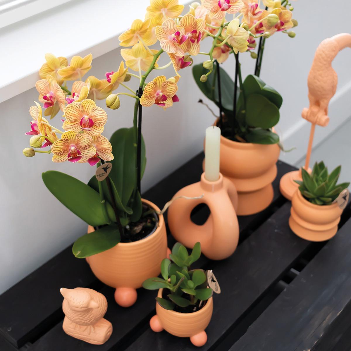 Orange Orchid – Rolling Peach Pot – Size 9cm – 35cm