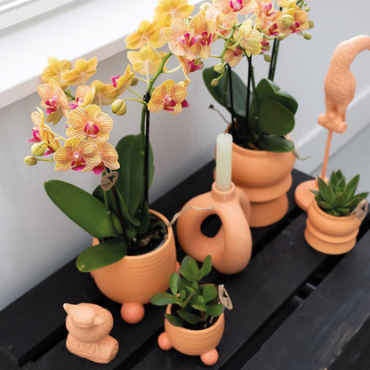 Orange Orchid – Rolling Peach Pot – Size 9cm – 35cm