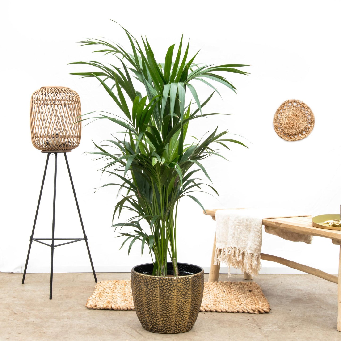 Palmera Kentia - Altura 160cm - Maceta 24cm