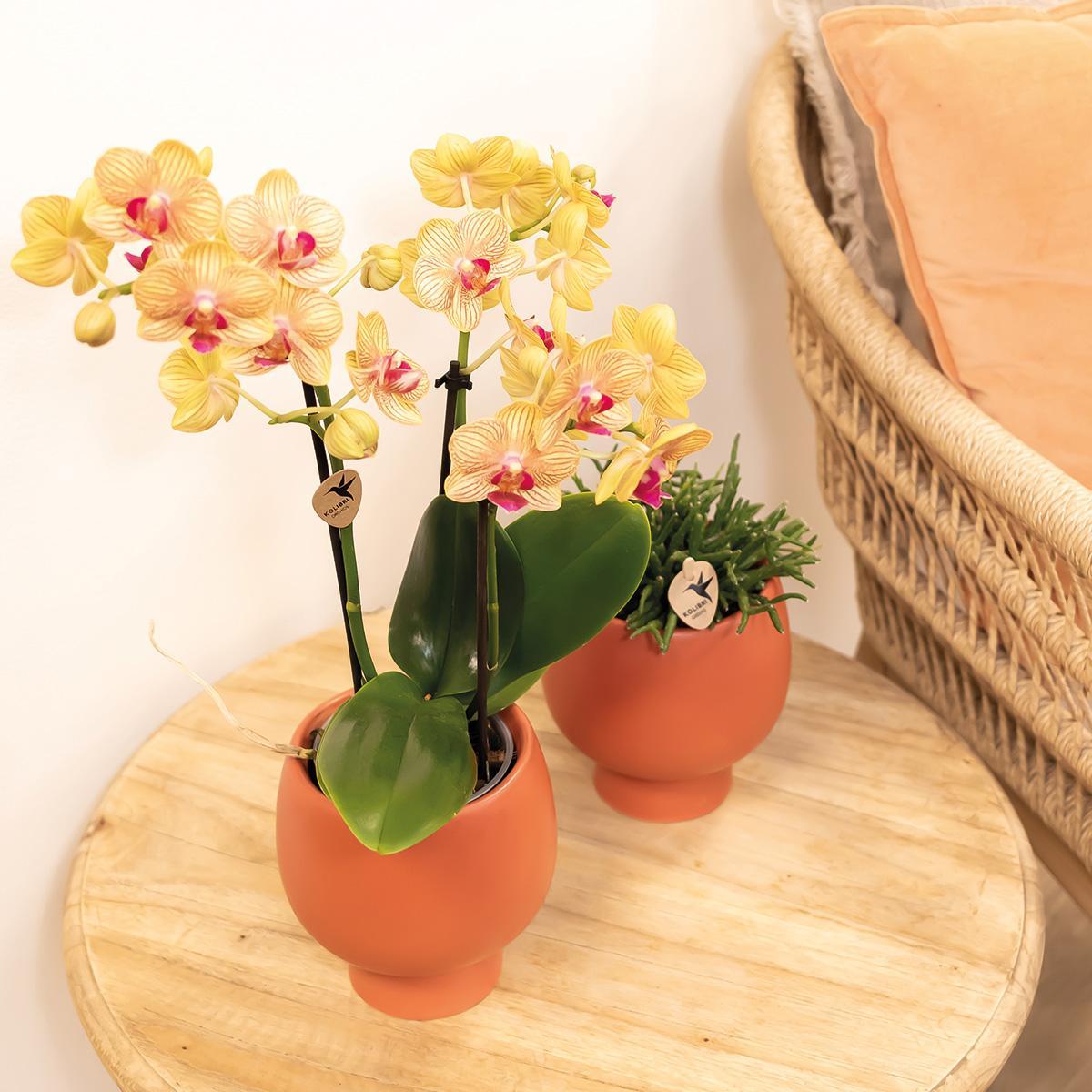 Orange Orchid - pot size 9cm