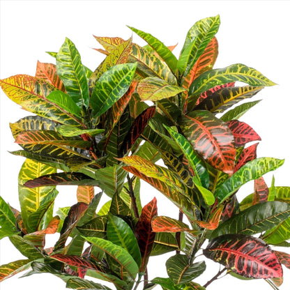Planta artificial - Croton Codiaeum - Arbusto maravilloso - 120 cm