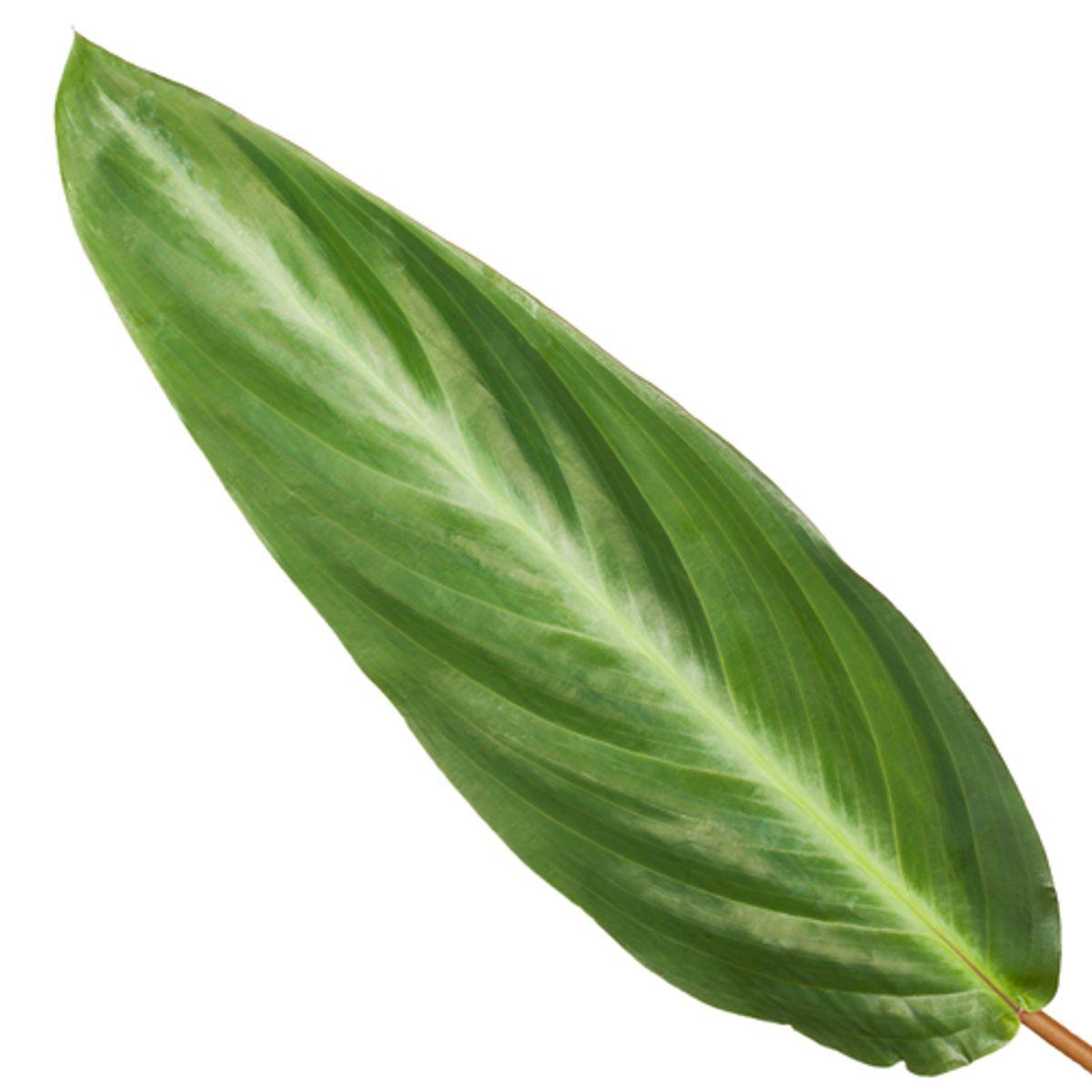 Calathea Stripestar - 40 cm - 12cm