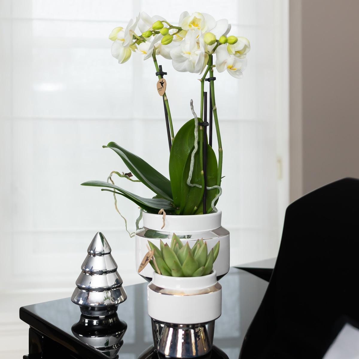 Witte Orchidee – Amabilis + Le Chic Sierpot Zilver – Potmaat 9cm – 40cm