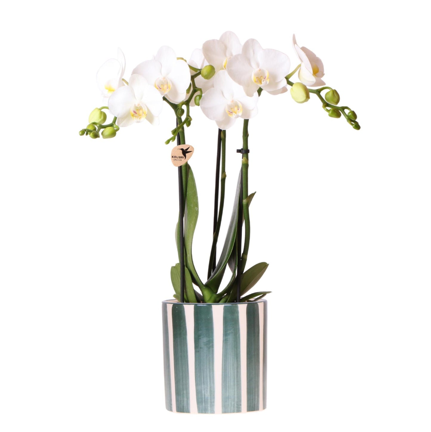 Witte Orchidee Amabilis + Groen + Gestreepte Pot - Potmaat 9cm