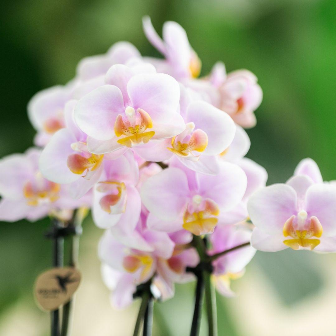 Pink Orchids- Andorra - pot size 9cm