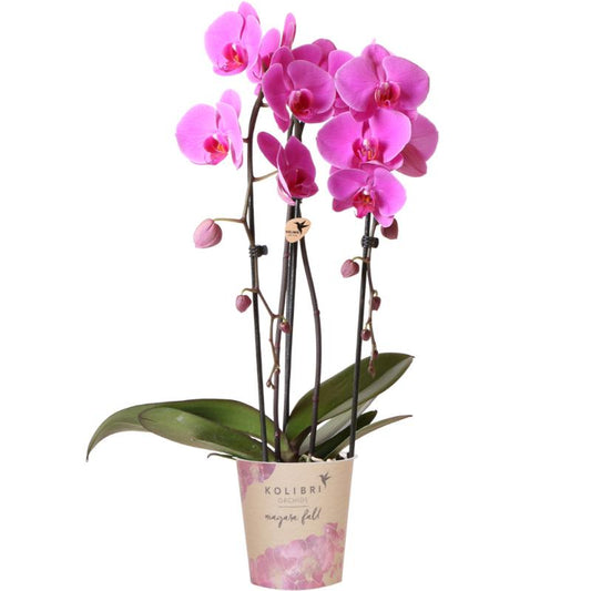 Pink Orchid - Pot Size 12cm