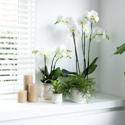 White Orchid - Jewel Ghent - pot size 12cm