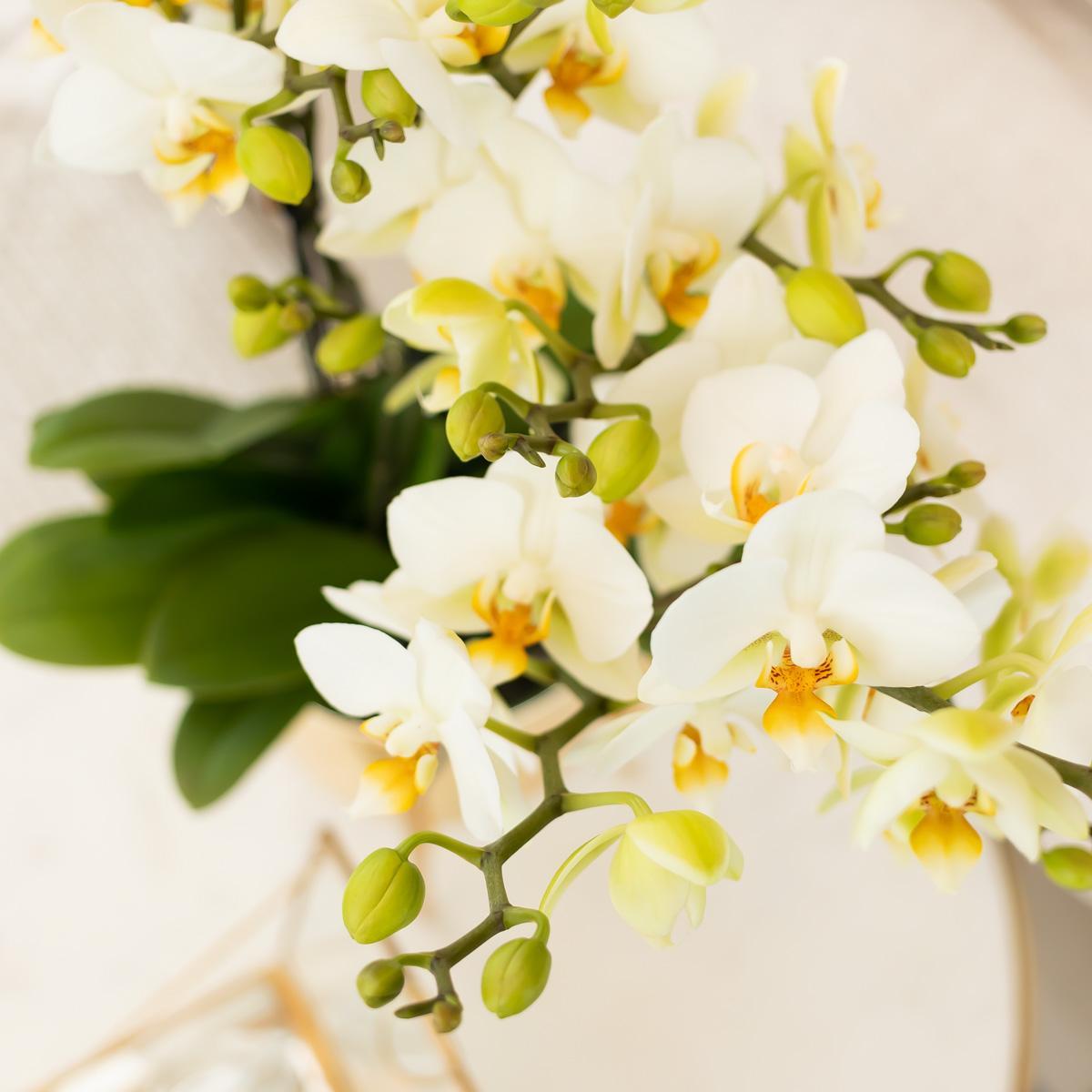 White Orchid - Lausanne - pot size 9cm