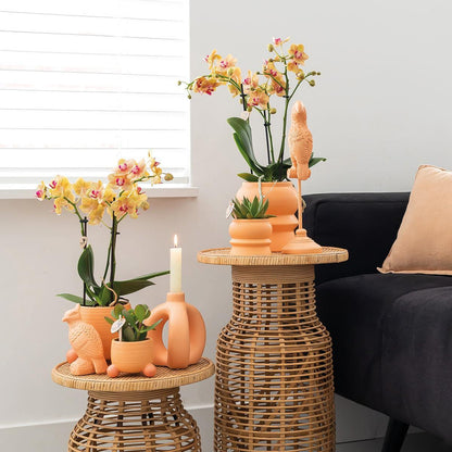 Orange Orchid – Rolling Peach Pot – Size 9cm – 35cm