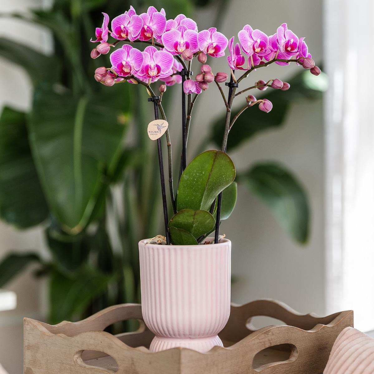 Pink Purple Orchid - El Salvador + Diabolo Pink - Pot Size 9cm