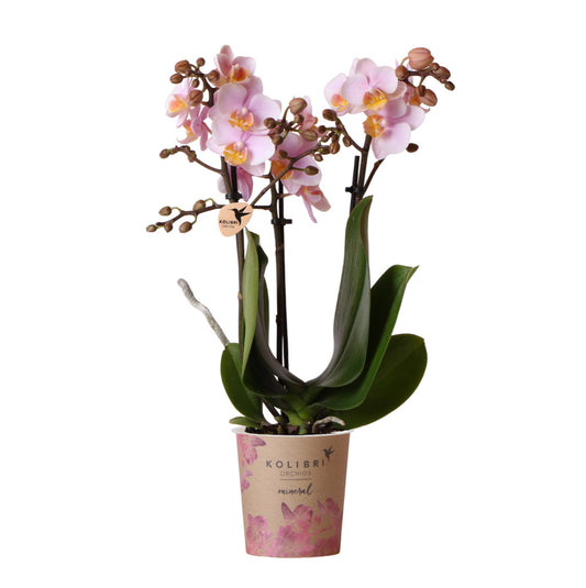 Pink Orchids- Andorra - pot size 9cm
