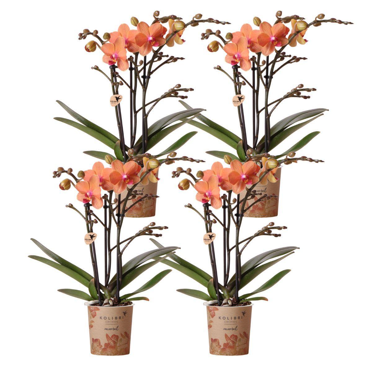 COMBI DEAL van 4 Oranje Orchideeën - Bolzano - potmaat 9cm