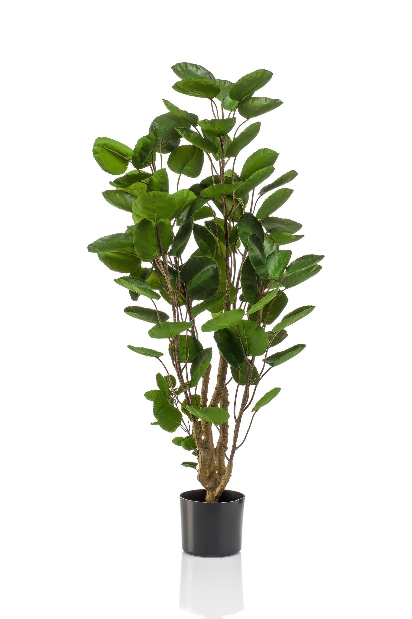 Planta artificial - Polyscias - Aralia - 105 cm