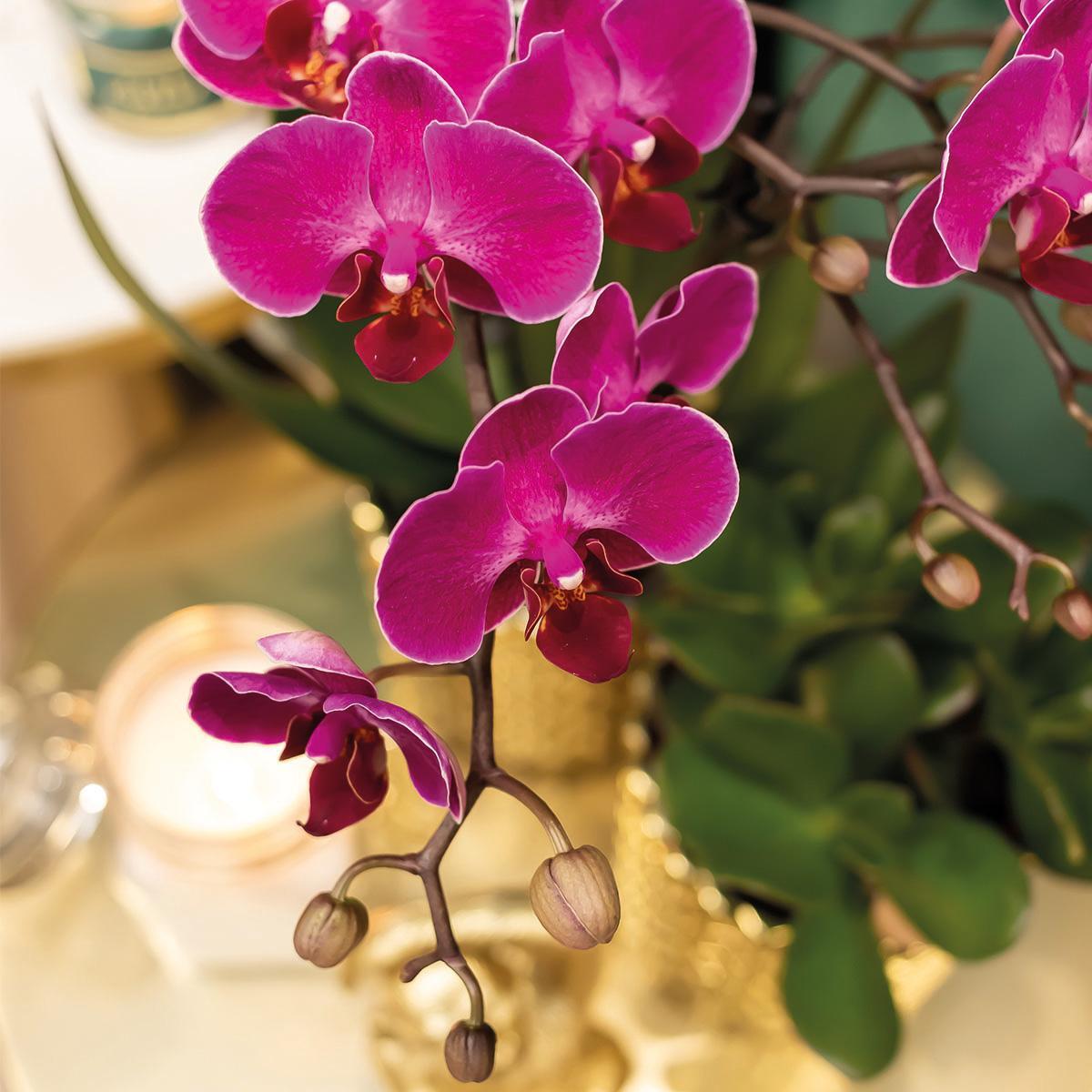 Purple Orchid - Morelia + Diamond pot gold - pot size 9cm - 35cm height
