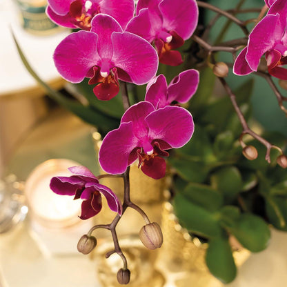 Purple Orchid - Morelia + Diamond pot gold - pot size 9cm - 35cm height