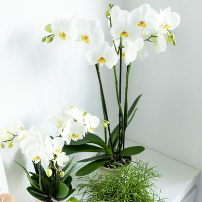 White Orchid - Dame Blanche - pot size 12cm