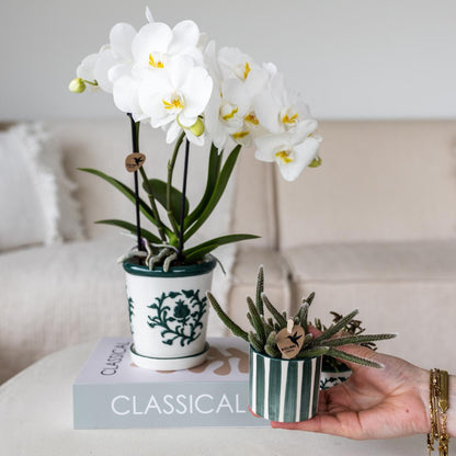 Set of White Orchid Amabilis in Malaga Pot + Succulent in Green Striped Pot - Pot Size 9cm & 6cm