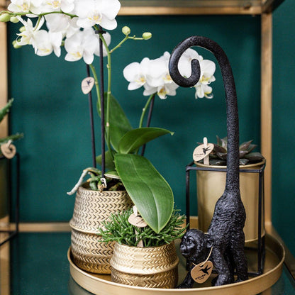 Plant set Groove gold - Set with white orchid Amabilis 9cm + green plant Succulent Aloe Brevifolia 6cm + gold ceramic decorative pots