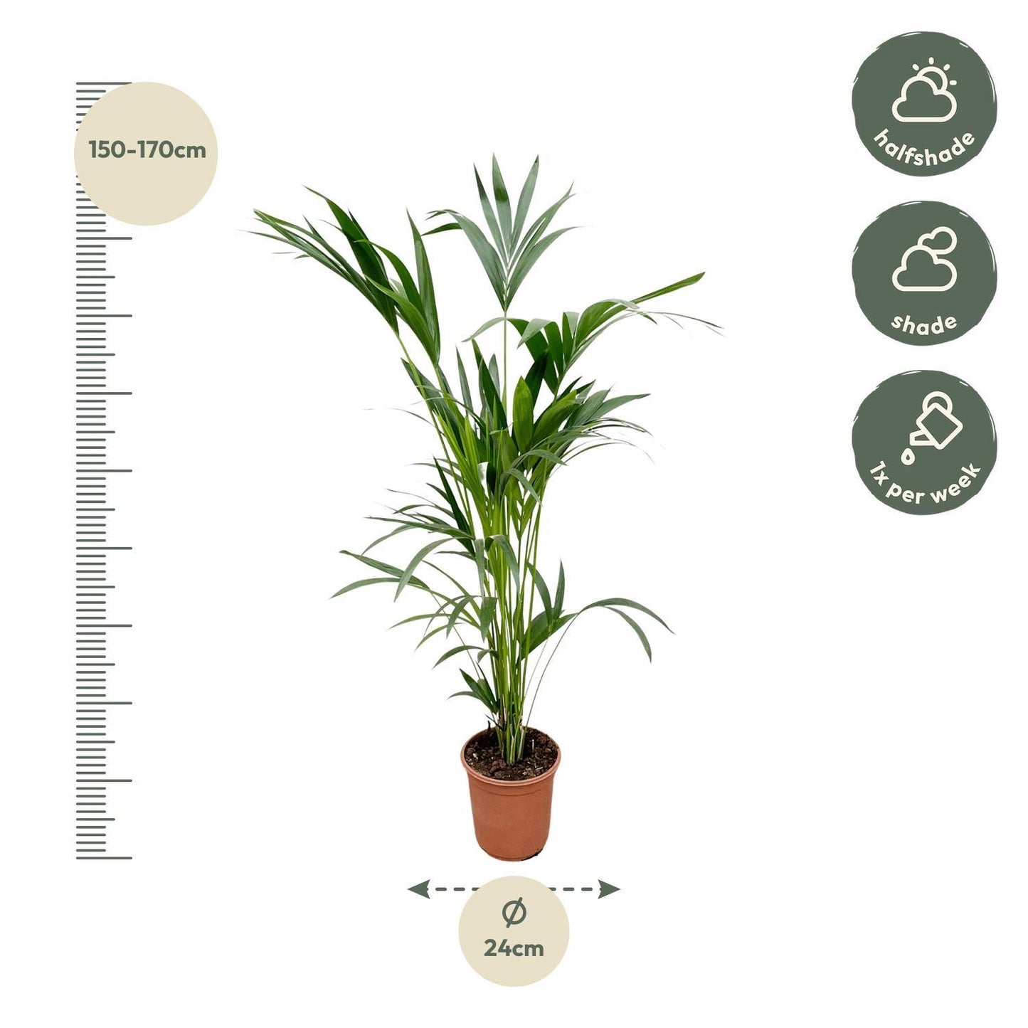 Palmera Kentia - Altura 160cm - Maceta 24cm