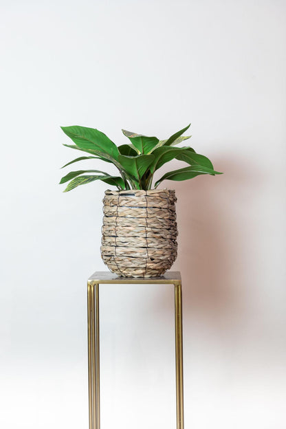 Artifial Plant - Croton Codiaeum - Wonder Bush - 38 cm