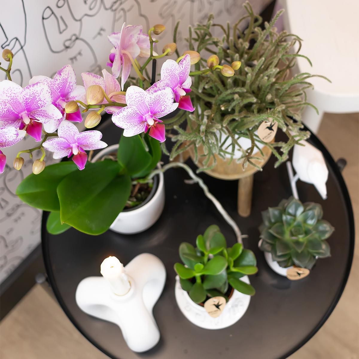 Pink Orchids - Mineral Rotterdam - pot size 9cm