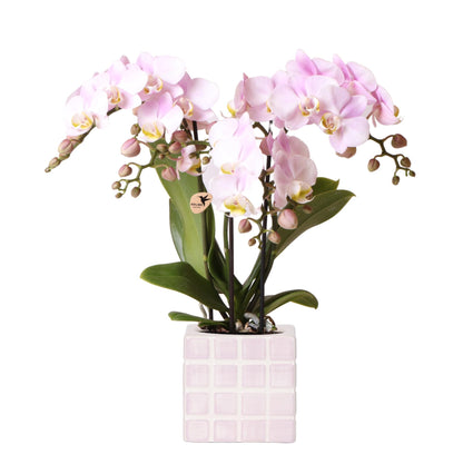 Pink Orchid + Cube Pot Size 9cm