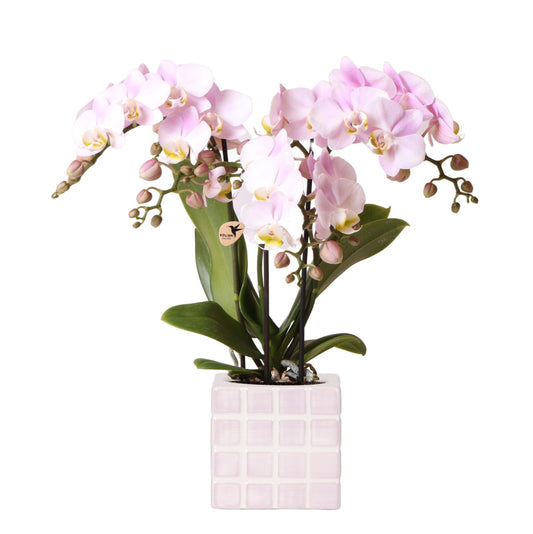 Pink Orchid + Cube Pot Size 9cm