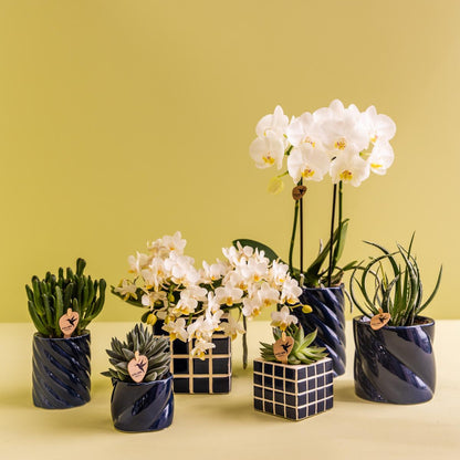 Set of White Amabilis Orchid in Candy Blue Decorative Pots - Pot Size 9cm & 6cm