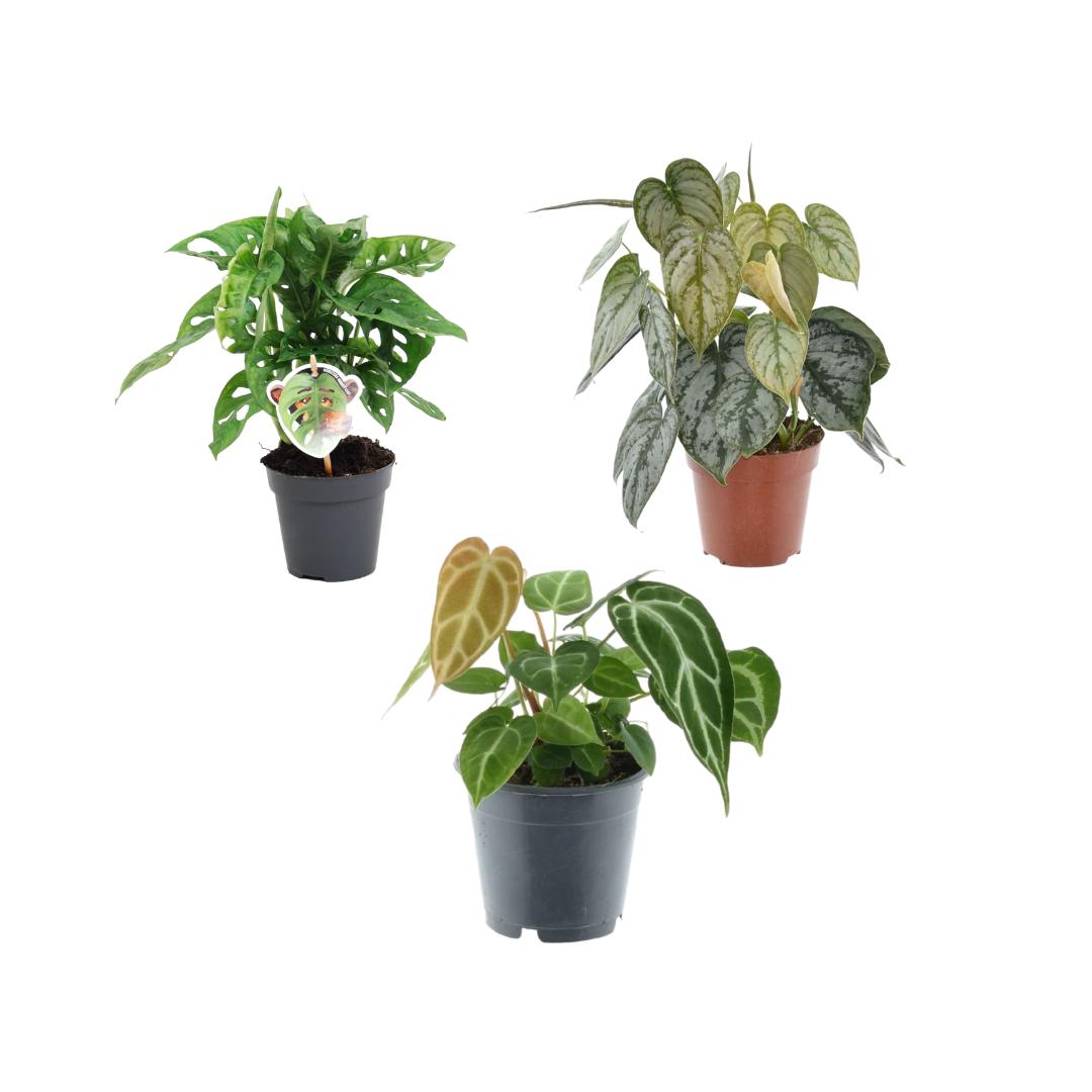 Groene mix 3 planten - 35 cm - Potmaat 12 cm - Monstera obliqua 'Monkey Leaf' + Philodendron Brandtianum + Anthurium Chrystallium