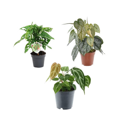 Groene mix 3 planten - 35 cm - Potmaat 12 cm - Monstera obliqua 'Monkey Leaf' + Philodendron Brandtianum + Anthurium Chrystallium