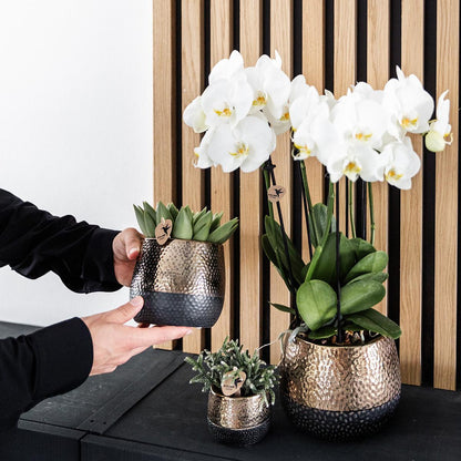 Elite Copper Ceramic Pot  - Size 12cm