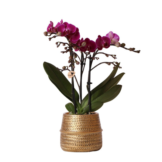 Purple Orchid - Morelia + Groove pot gold - pot size 9cm - 35cm height