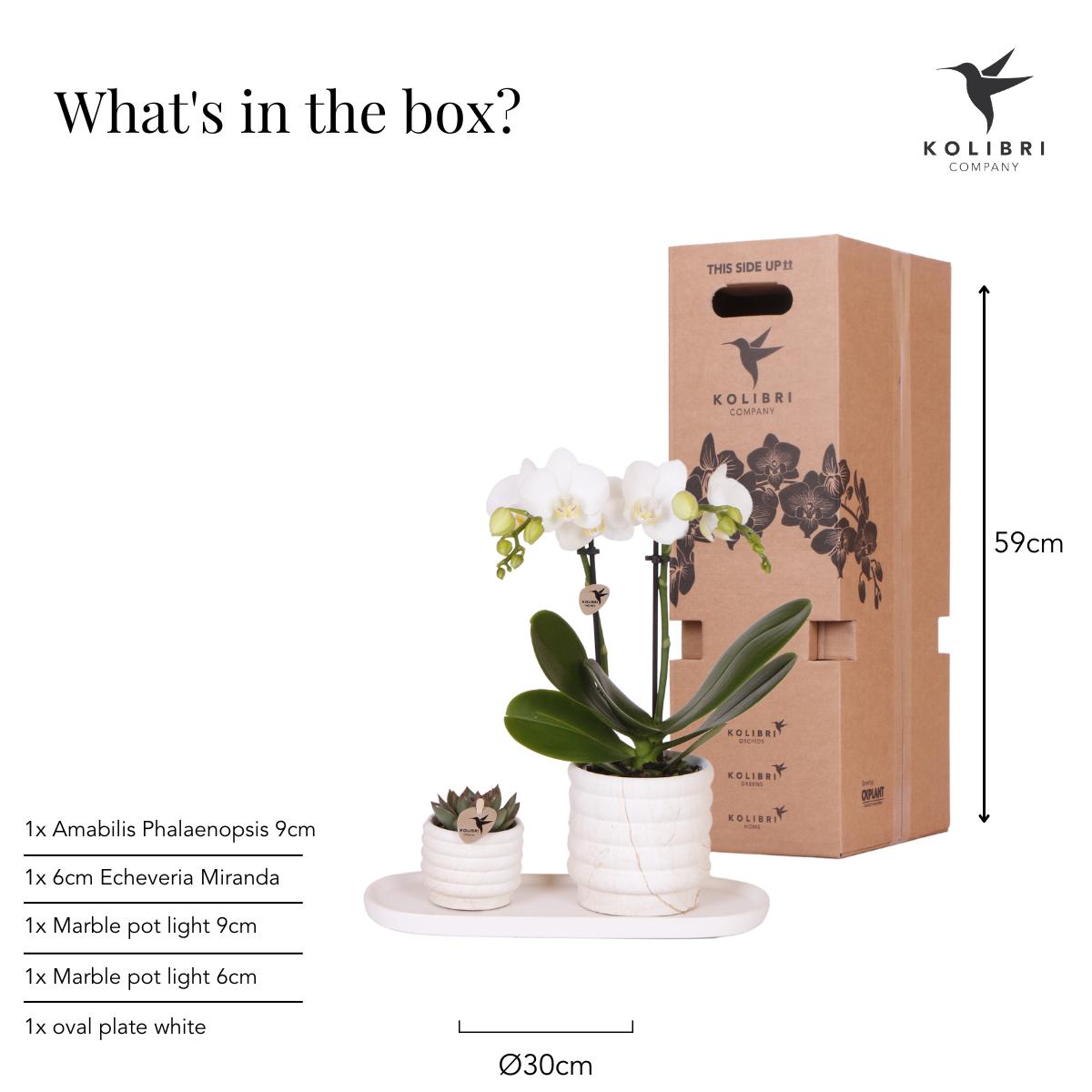 Plant Set - White Orchid Lausanne and Succulent Incl. ceramic pots on a white organic tray