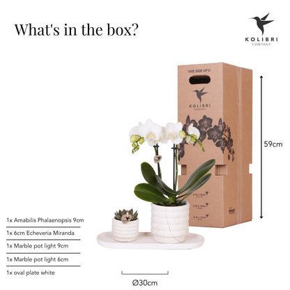 Plant Set - White Orchid Lausanne and Succulent Incl. ceramic pots on a white organic tray