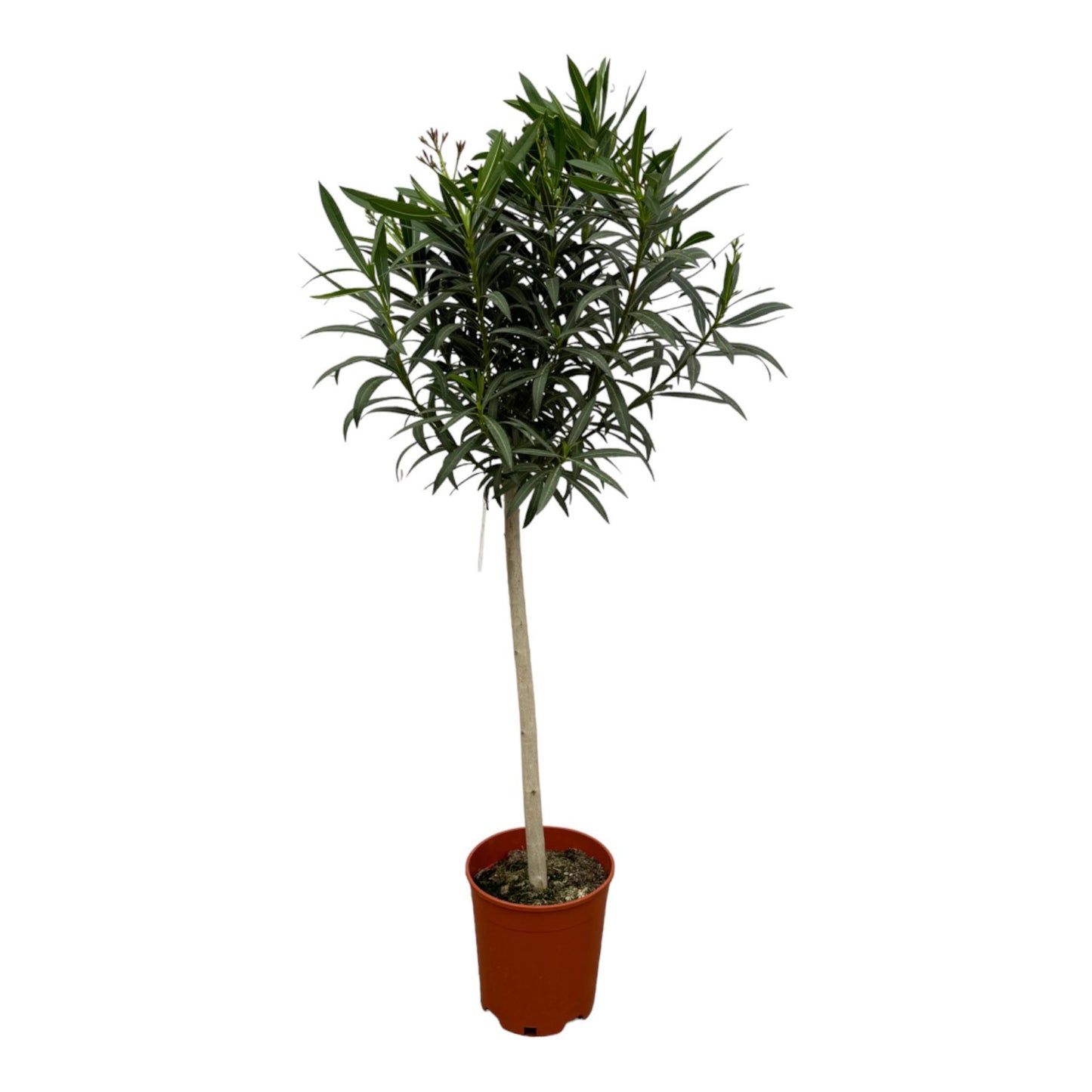 Nerium Oleander on a stem + red flowers - 190 cm - 31 cm