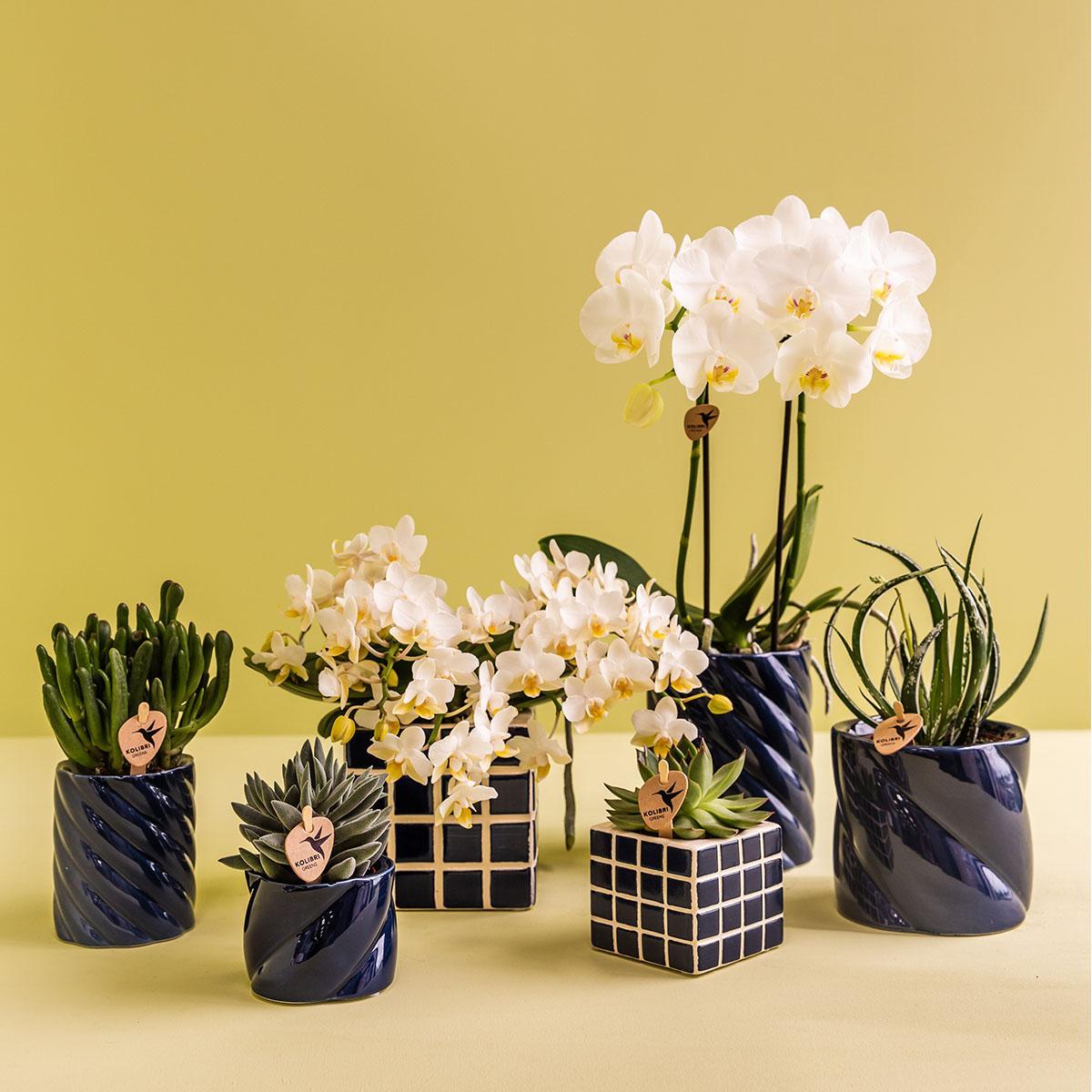 White Orchid Amabilis + Candy Blue Decorative Pot - Pot Size 9cm