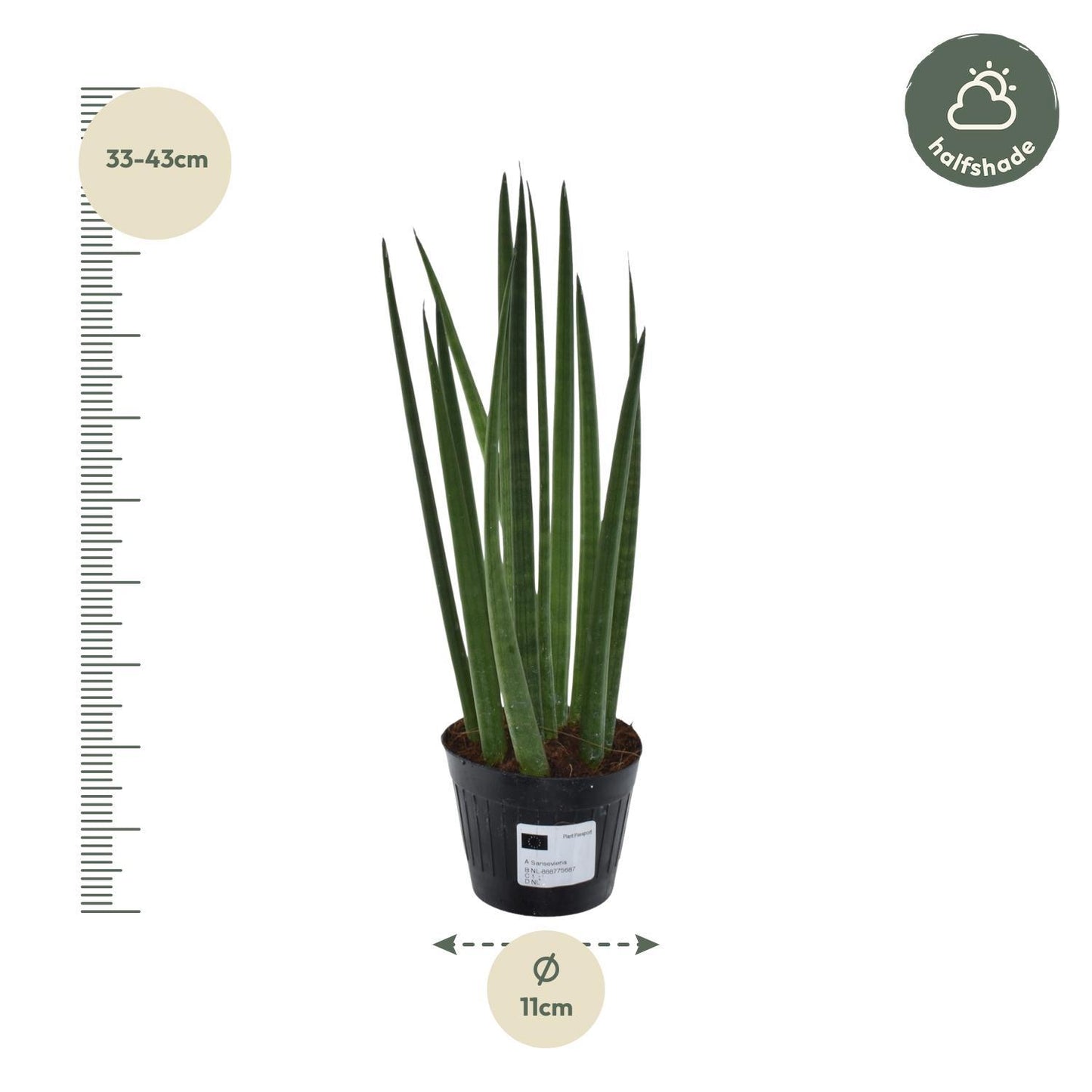 Sansevieria cylindrica 'Bacularis' / Mikado  - 38 cm - 10,5 cm