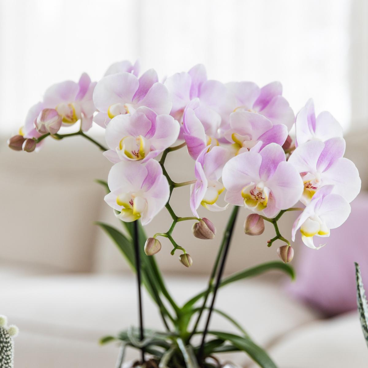 Pink Orchid + Cube Pot Size 9cm