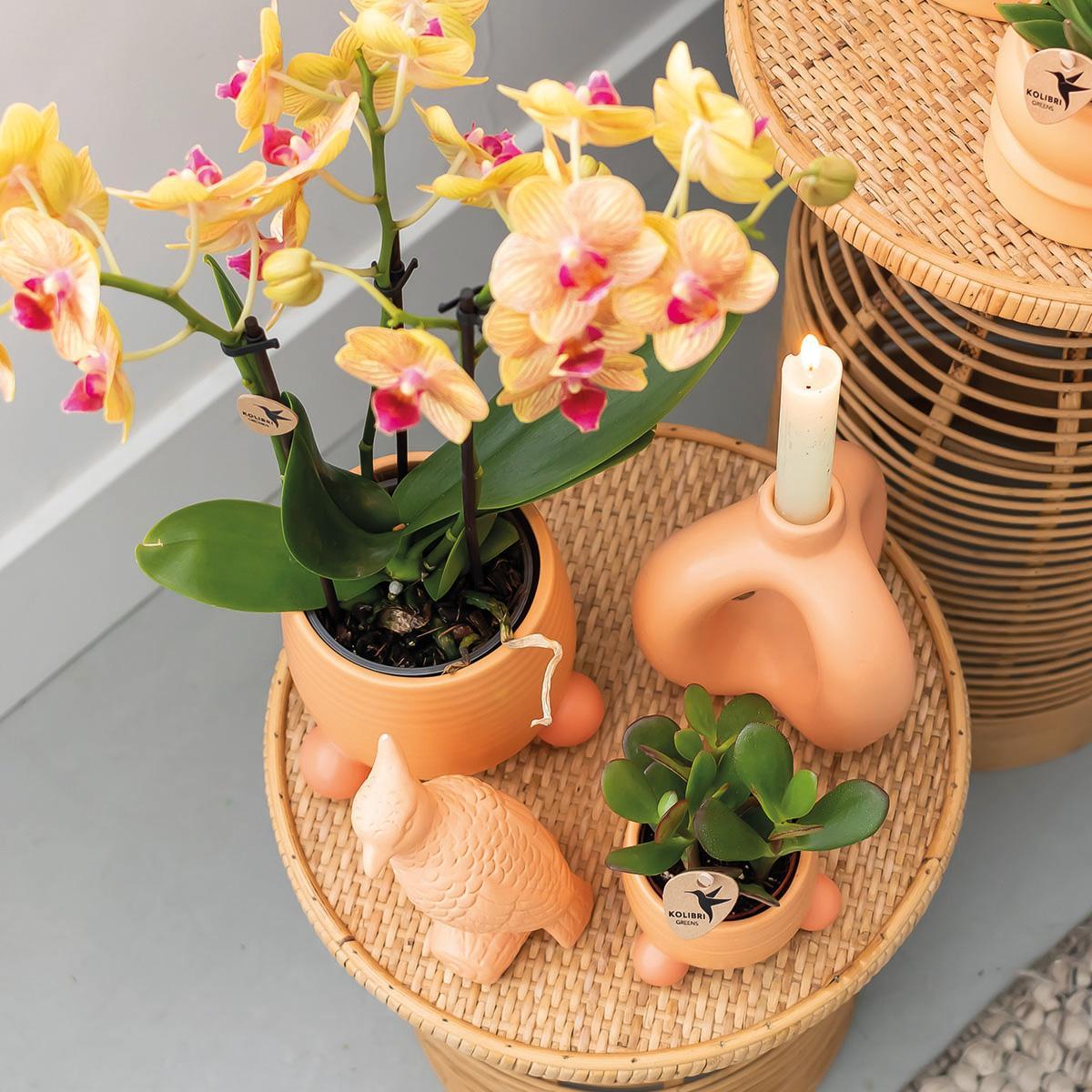 Orange Orchid – Rolling Peach Pot – Size 9cm – 35cm
