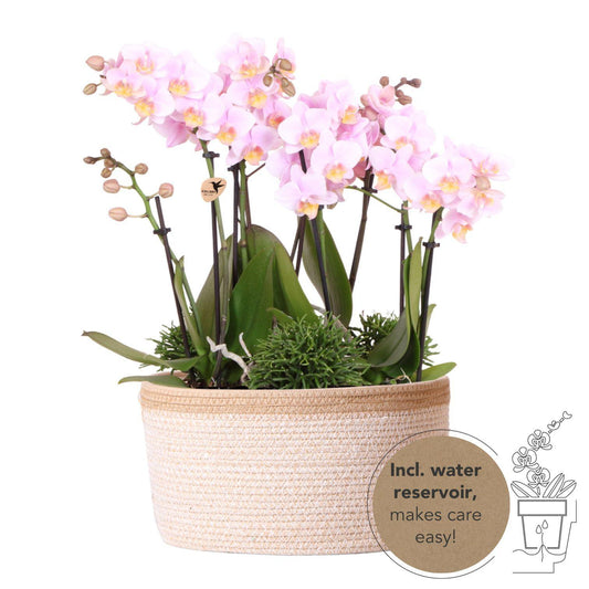 Pink Orchid Set in Cotton Basket + self-sufficient water reservoir