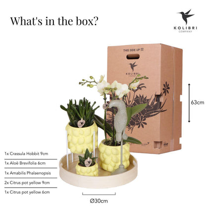 Gift Citrus Yellow Orchids and Succulents incl. ceramic pots