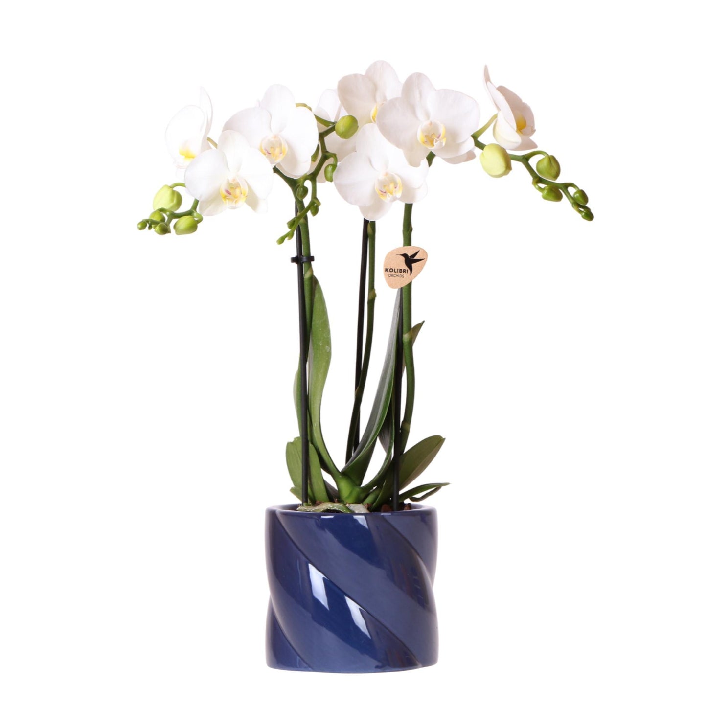 White Orchid Amabilis + Candy Blue Decorative Pot - Pot Size 9cm