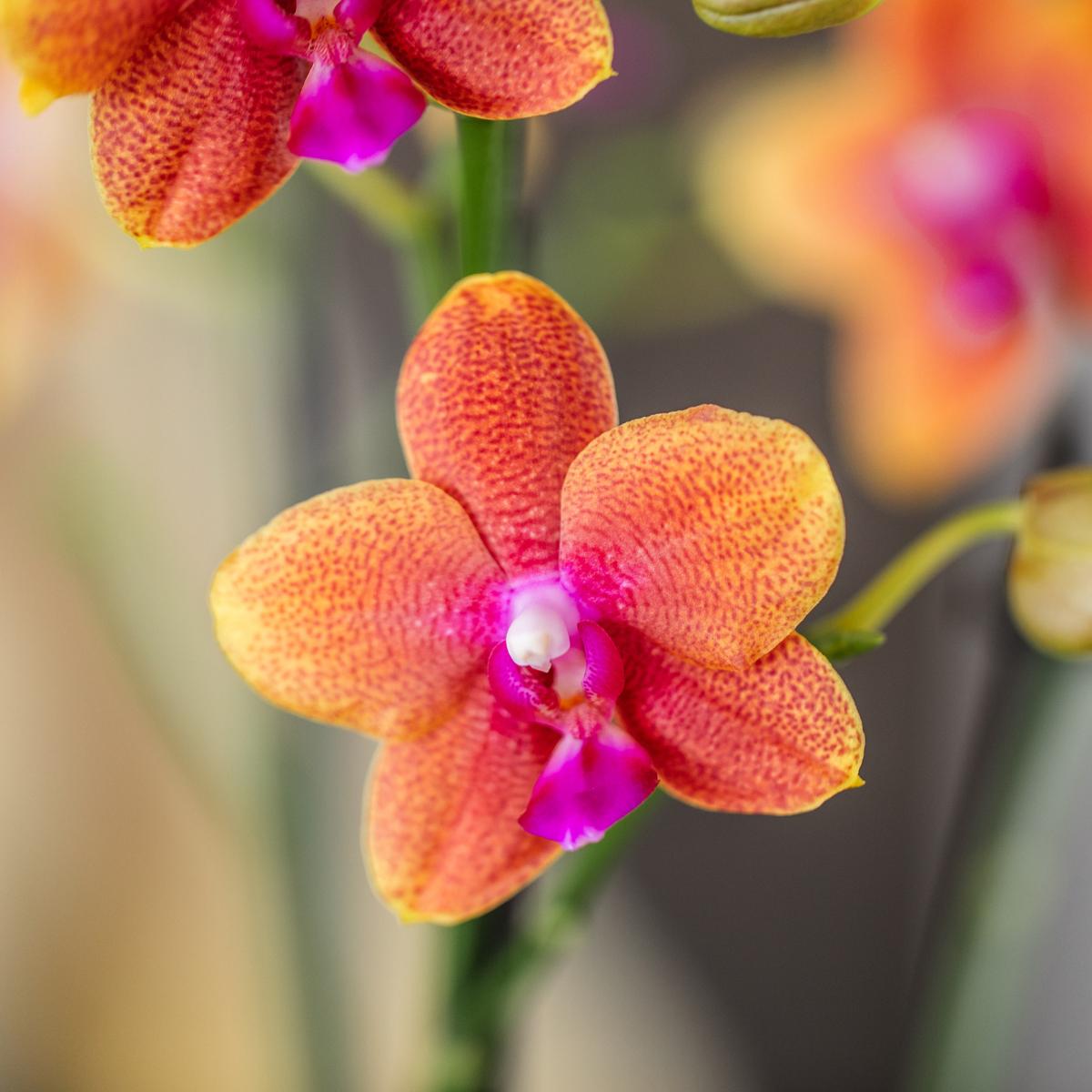 COMBI DEAL van 4 Geurige Oranje Orchideeën - potmaat 12cm