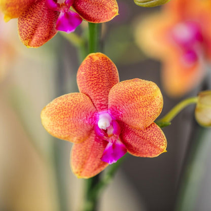 COMBI DEAL van 4 Geurige Oranje Orchideeën - potmaat 12cm