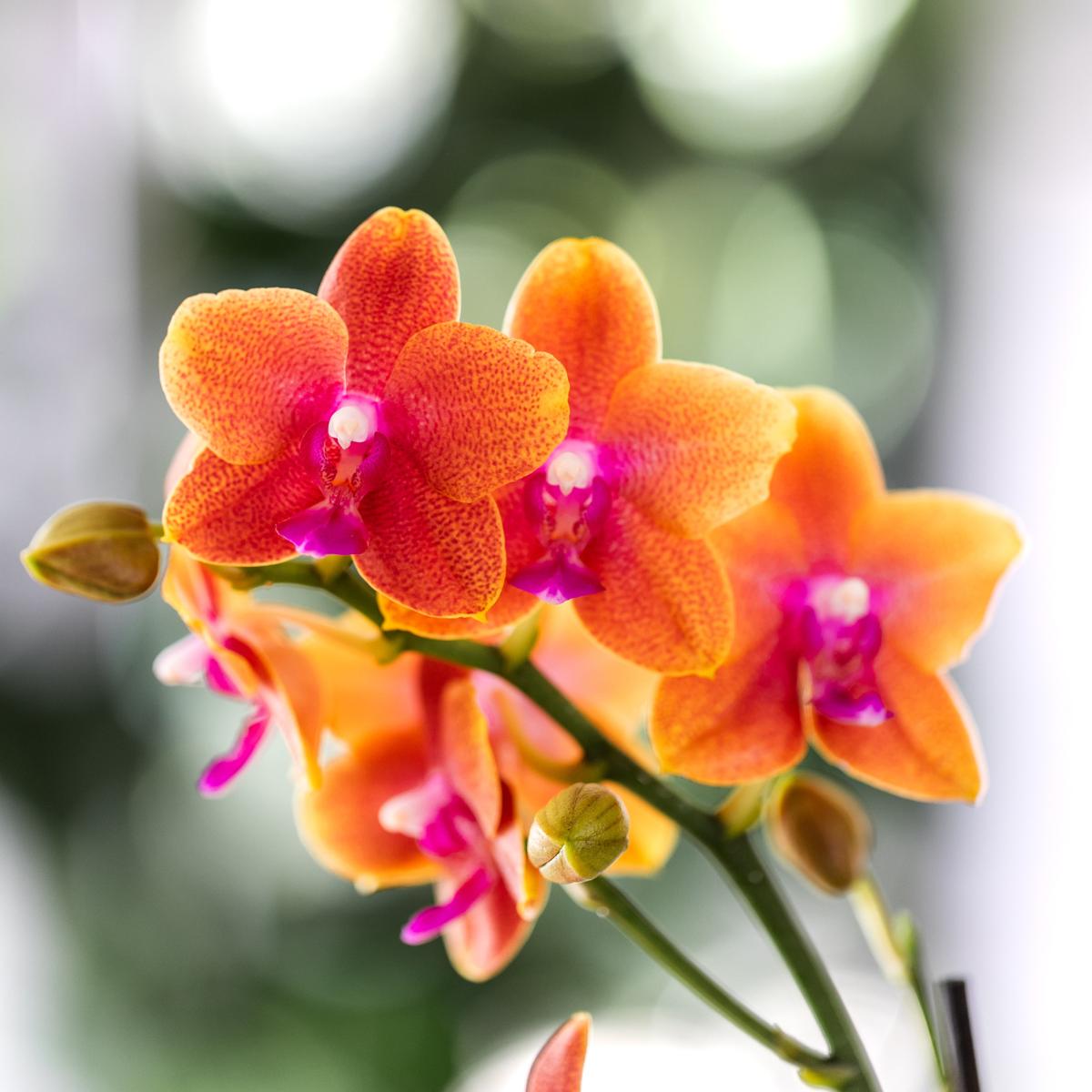 COMBI DEAL van 4 Geurige Oranje Orchideeën - potmaat 12cm