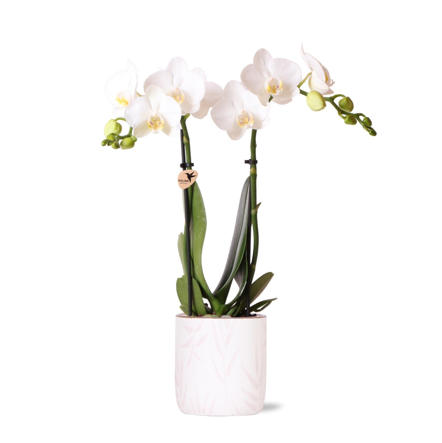 Witte Orchidee Amabilis + Blad Roze Potmaat 9cm